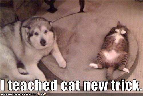 I teached cat new trick.