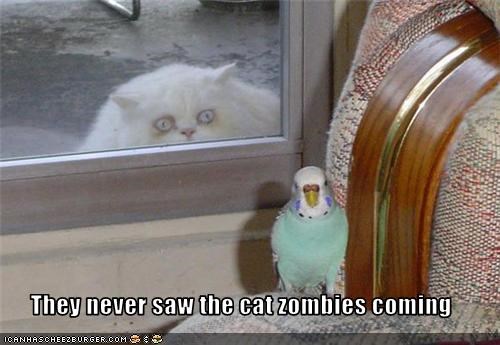 They never saw the cat zombies coming