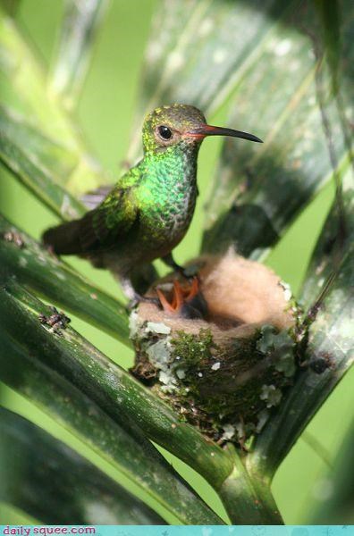 Itty Birdy Family