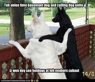 Teh onlee time basement dog and ceiling dog unite