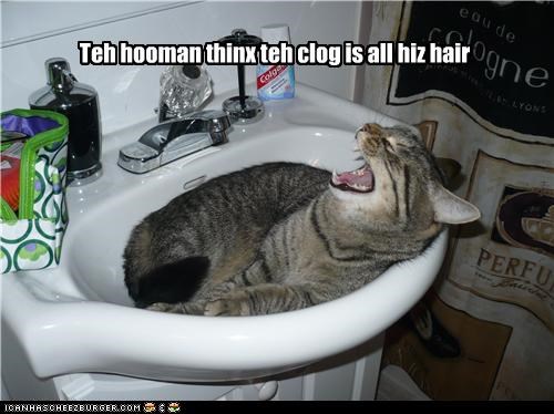 Teh hooman thinx teh clog is all hiz hair