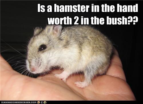Is a hamster in the hand worth 2 in the bush??
