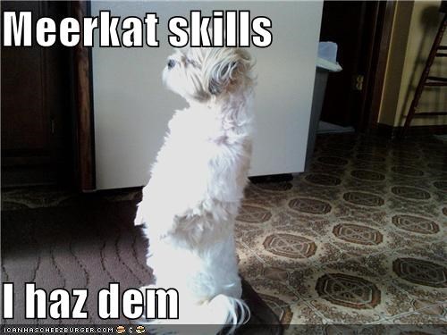Meerkat skills  I haz dem