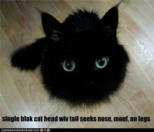 single blak cat head wiv tail seeks nose, mouf, an legs