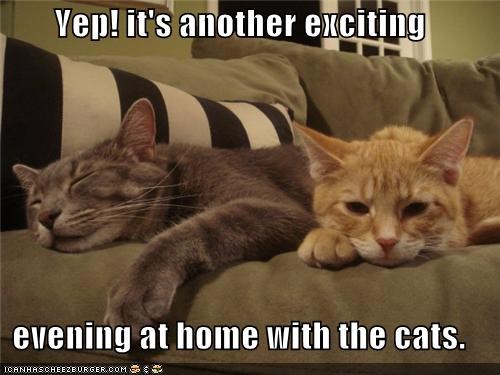 Yep! it's another exciting   evening at home with the cats.