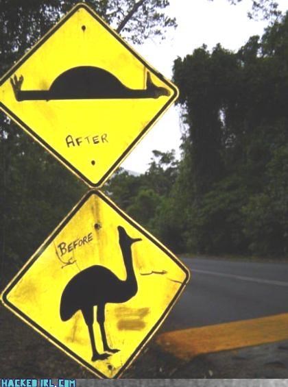 Cassowary Before & After