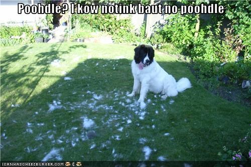 Poohdle? I kow notink baut no poohdle