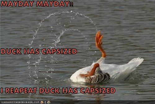MAYDAY MAYDAY!! DUCK HAS CAPSIZED I REAPEAT DUCK HAS CAPSIZED