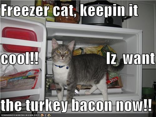 Freezer cat, keepin it  cool!!                      Iz  want the turkey bacon now!!