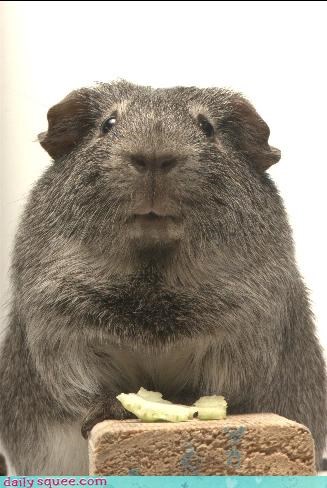 Albert the Top Model Pig