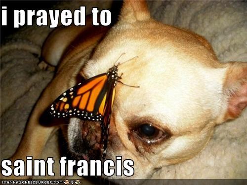 i prayed to  saint francis