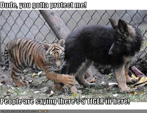 Dude, you gotta protect me!  People are saying there's a TIGER in here!