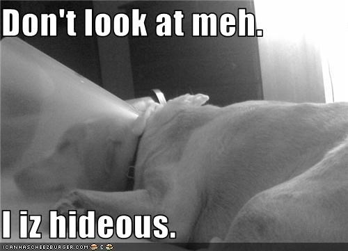 Don't look at meh.  I iz hideous.
