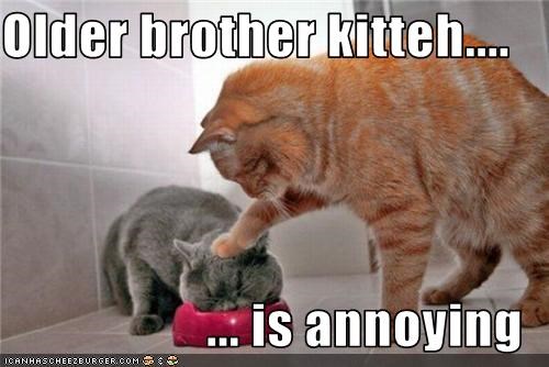 Older brother kitteh....  ... is annoying