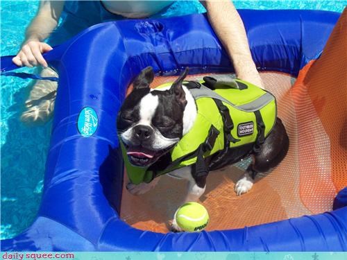 You Have Too Many Pool Accessories For a Dog