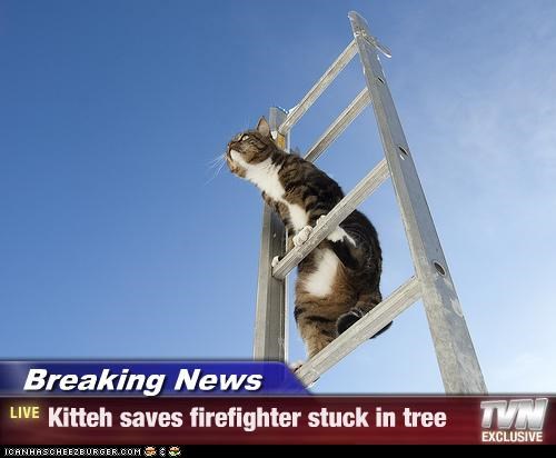 Breaking News - Kitteh saves firefighter stuck in tree