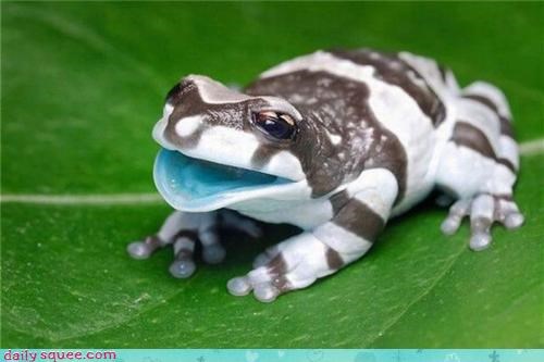 Whatever Frog, You Are Obviously Fake,