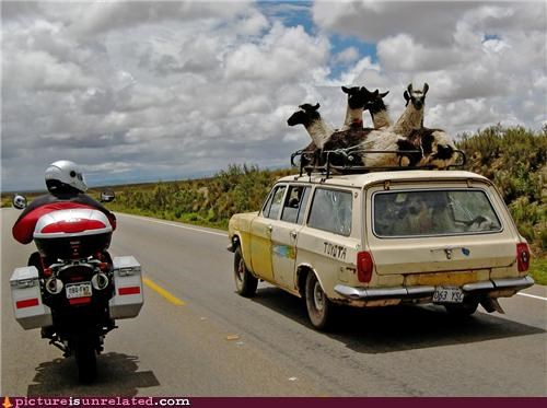 Lamas Love The Shaggin Wagon