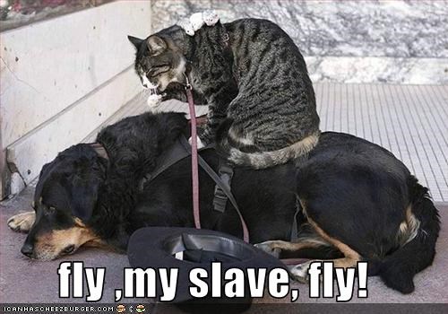 fly ,my slave, fly!