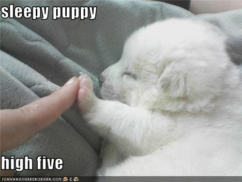 sleepy puppy   high five