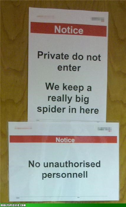 Or A Really Big Cockroach If Spiders Don't Scare You