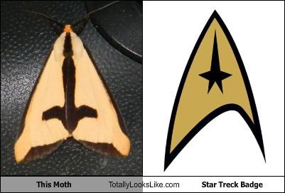 This Moth Totally Looks Like Star Treck Badge