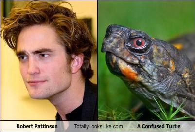 Robert Pattinson Totally Looks Like A Confused Turtle