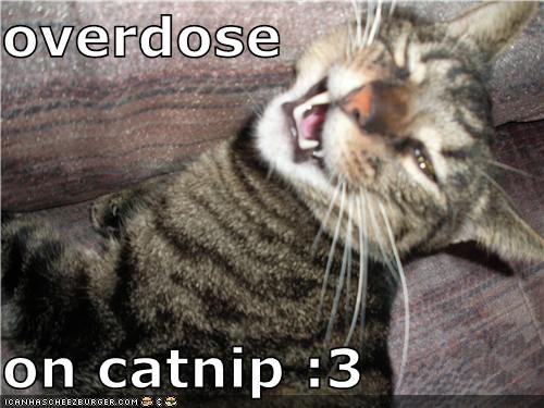 overdose  on catnip :3