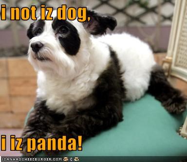 i not iz dog,  i iz panda!