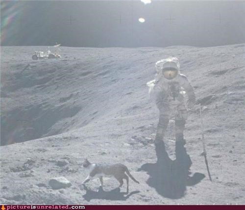 Space Cats!