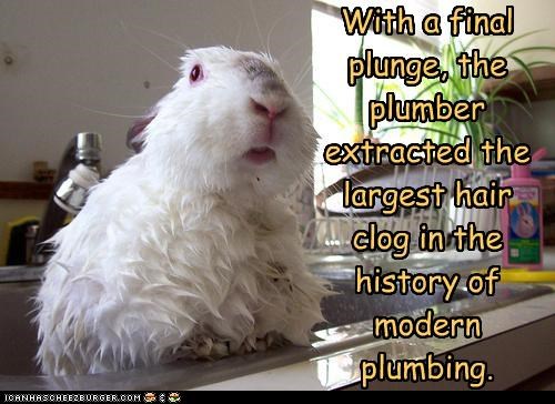 With a final plunge, the plumber extracted the largest hair clog in the history of modern plumbing.