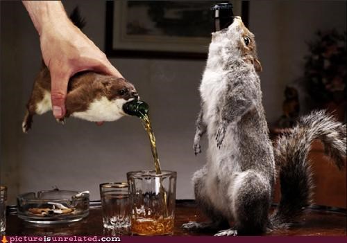 Taxidermy Is The Bomb