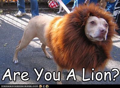 ARE YOU A LION?
