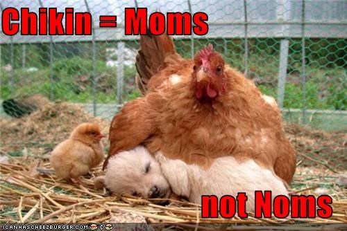 Chikin = Moms   not Noms