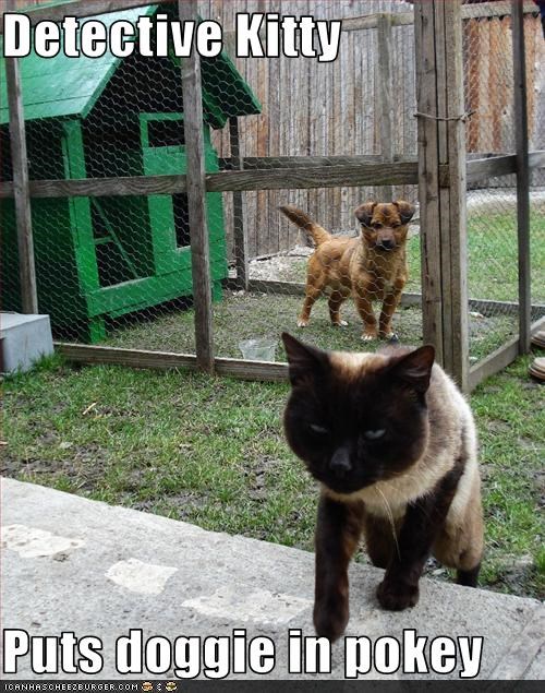 Detective Kitty  Puts doggie in pokey