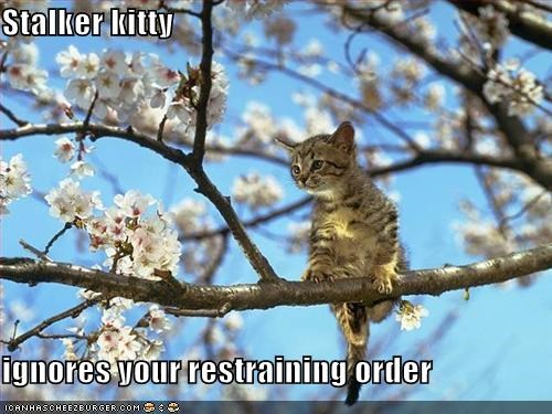 Stalker kitty  ignores your restraining order