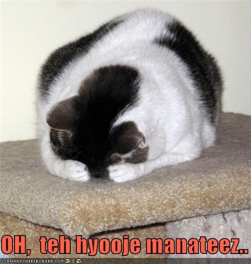 OH,  teh hyooje manateez..