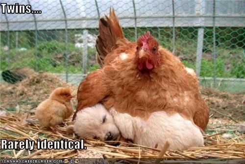 Twins....  Rarely identical.
