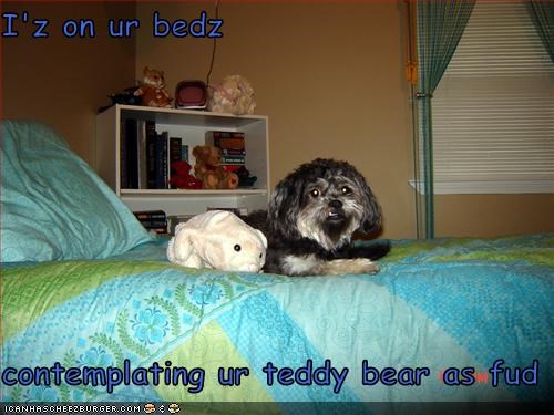 I'z on ur bedz  contemplating ur teddy bear as fud