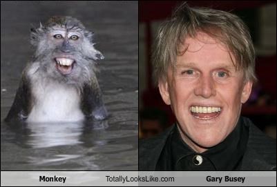 Monkey Totally Looks Like Gary Busey