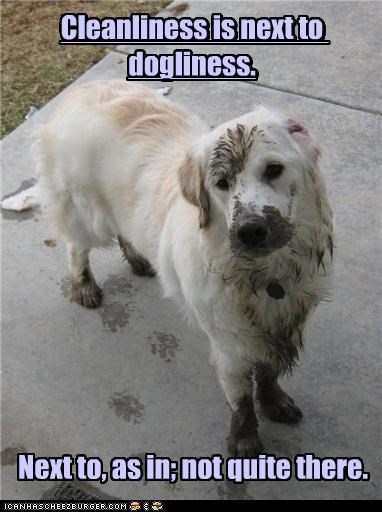 Cleanliness is next to dogliness.           Next to, as in; not quite there.