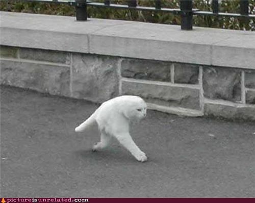 Mutant Cats Love A Nice Stroll