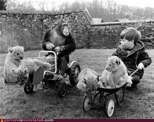 Monkey & Children Like To Push Lions