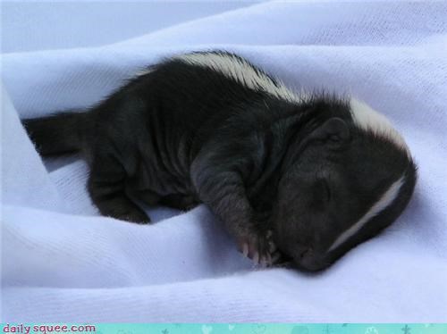 The Tiniest Stinker