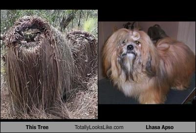 This Tree Totally Looks Like Lhasa Apso