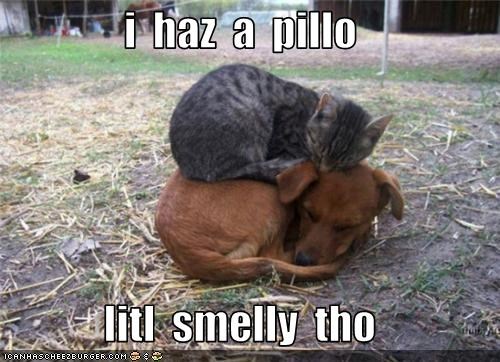 i  haz  a  pillo  litl  smelly  tho