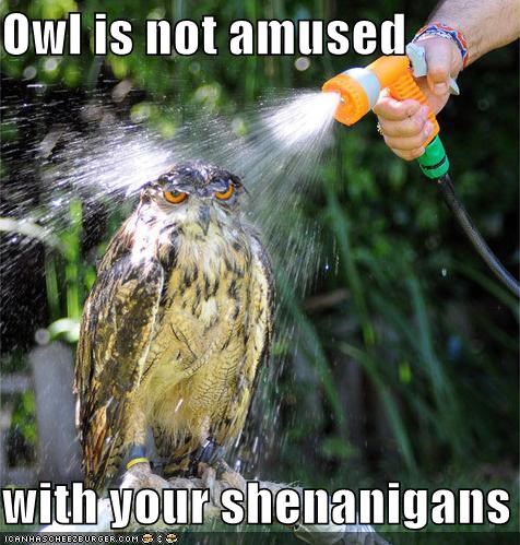 Owl is not amused  with your shenanigans