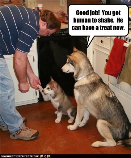 Good job!  You got human to shake.  He can have a treat now.