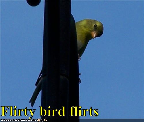 Flirty bird flirts