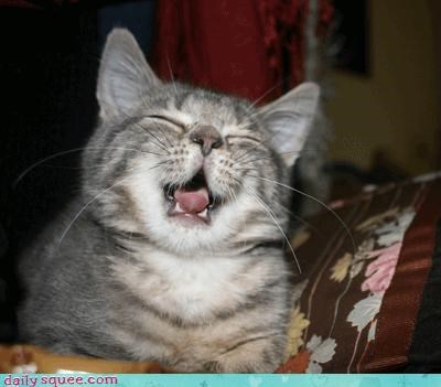 Stop Singing That Godawful Katy Perry Song, Kitty!